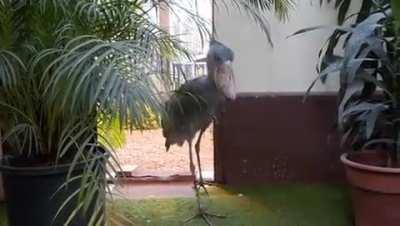 The sound of a Balaeniceps Rex (Shoebill)