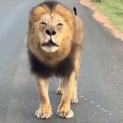 Sound on. This Lion in Tanzania is gorgeous