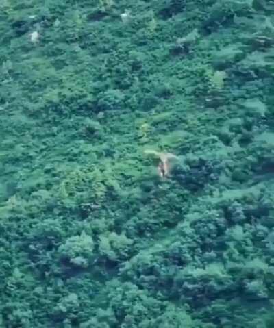 Raptor dropping food and catching it mid flight.