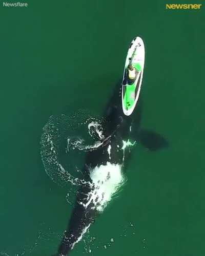 Giant whale approaches unsuspecting paddle boarder, and the incredible encounter was captured by a drone