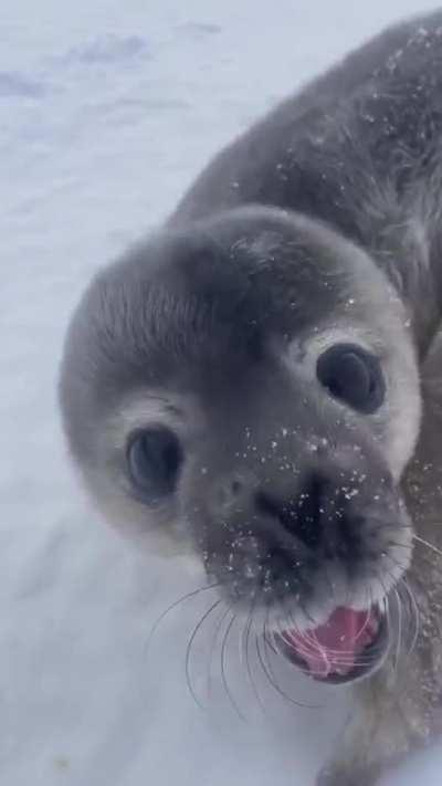 water woof!