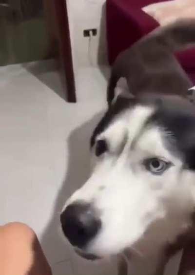 Husky with an Italian accent