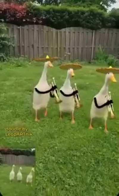 singing ducks