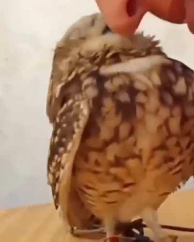 Nuzzling, Nose To Beak, With A Baby Owl