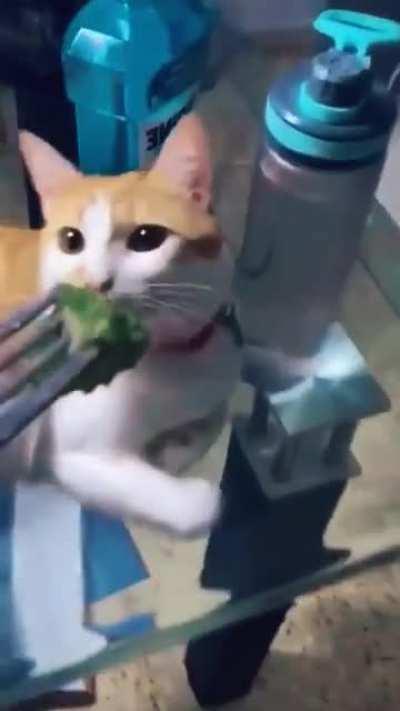 #vegancat