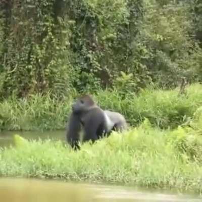 Silverback chest beat action