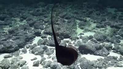 🔥 🔥 🔥 The shape-shifting pelican eel