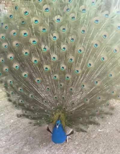 The way this Peacock unfurls it's mesmerising feathers