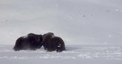 On top of having a reinforced keratin plate between their horns, musk ox have a small air cavity beneath it protecting their brain and skull from impact [OC]