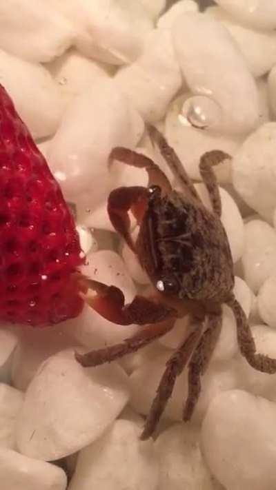 Just a crab having his strawberry