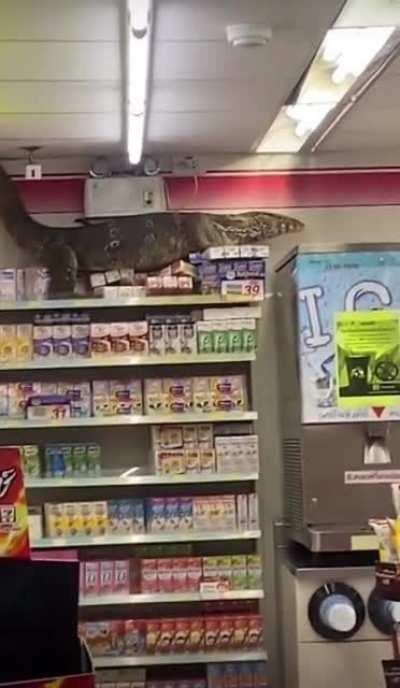 Huge lizard found at a corner store in Thailand.