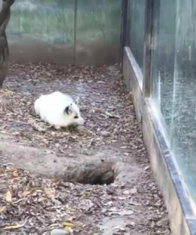 Lil fox loses his fren and is completely bamboozled.