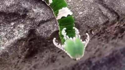 Dragon-headed caterpillar