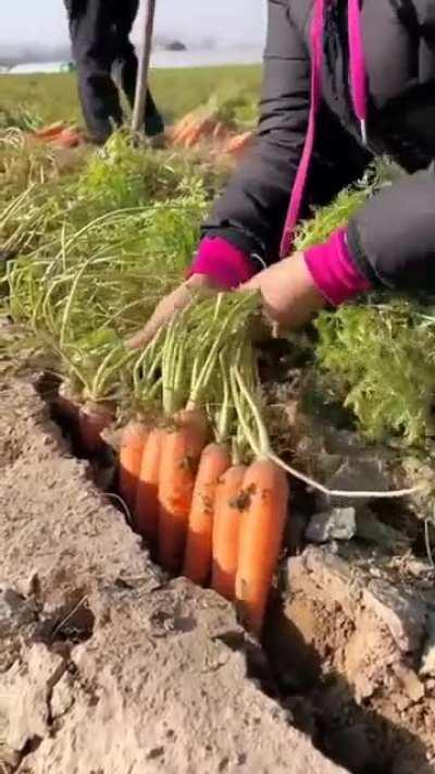 Pulling up some giant carrots