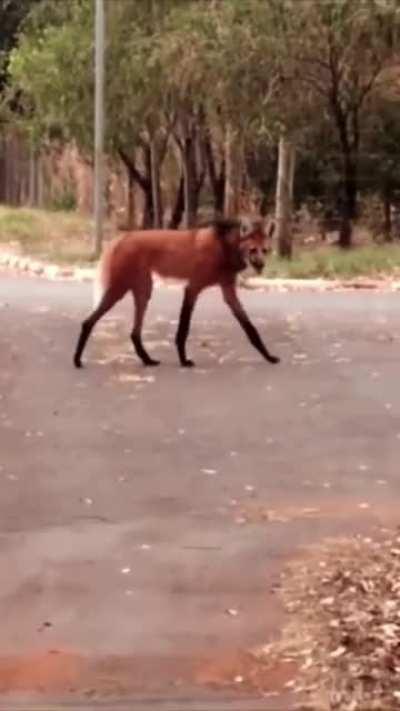 The maned wolf is native to South America. It has markings that resemble foxes, but it is neither a fox nor a wolf. It is the only species in the genus Chrysocyon