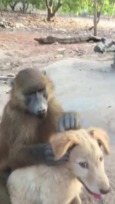 This Baboon is helping his dog Friend to get rid of bugs.