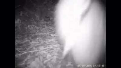 Does this count? Kiwi found a surprise food box in its enclosure and got vary excited