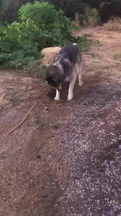 Busy girl making a butt hole