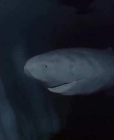 392 year old Greenland Shark in the Arctic Ocean, wandering the ocean since 1627 