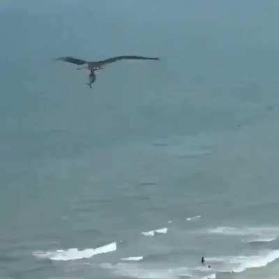 A fish gets a magic osprey ride.