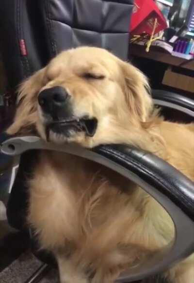 Doggo doing a heckin angery protec even in his dreams