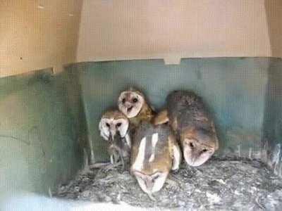 Nature can sometimes not only be metal, but sometimes quite creepy as in these barn owls. If they were found in some abandoned attic on Halloween at midnight, I wouldn't be surprised.