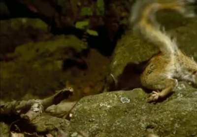 Chipmunk uses its superior reflexes to catch and eat a snake