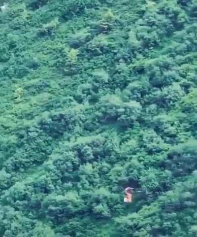 Raptor drops his lunch, swoops around and catches it mid-flight.