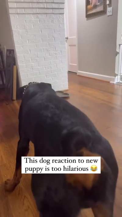 Dogs reaction to arrival of new puppy