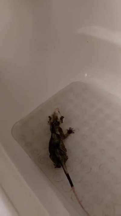 Bathing our little guy, he was so happy to get the fleas off