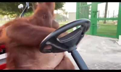 A Orangutan just casually driving a golf cart! This big guy is looking through the rear view mirror, looking left and right, being careful and slowing down... I haven't seen anything cooler than this! Definitely the most cautious driver!