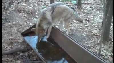 Found this elsewhere on reddit, thought you guys would like this coyote confused by ice.