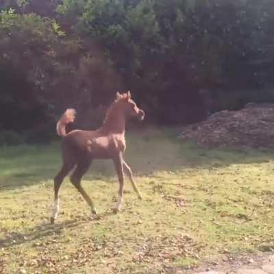 How is this baby horse so very bouncy? I can't stop watching her