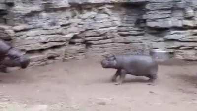 Baby hippo zoomies!! 😍