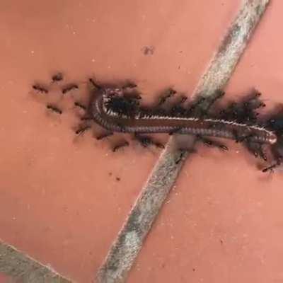 Ants working together on pulling a millipede.