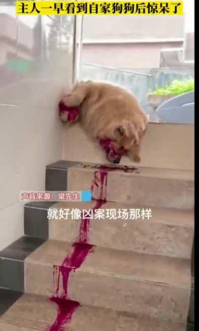 WCGW let dog eat red dragon fruit.