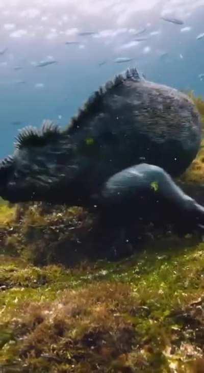 🔥 The Galapagos sea iguana, the only marine lizard species in the world.