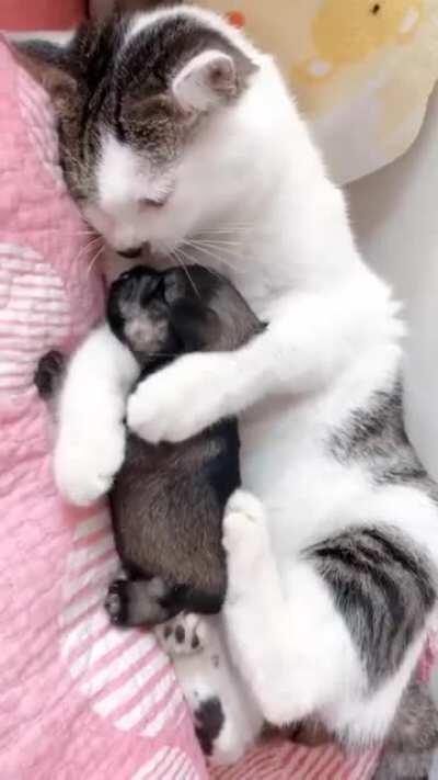 Cat and puppy sleeping together