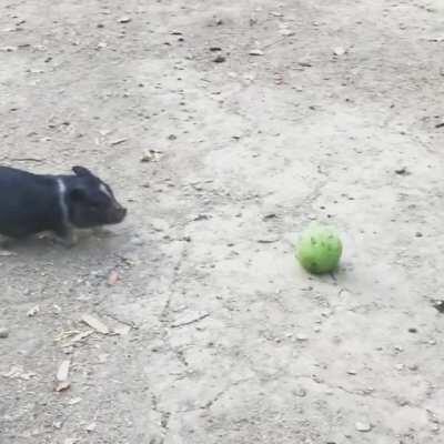 This is Abbey playing with her ball