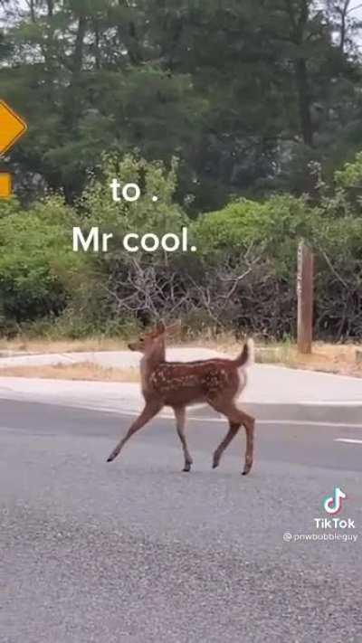 🔥 Baby deer notices a person filming and starts strutting.