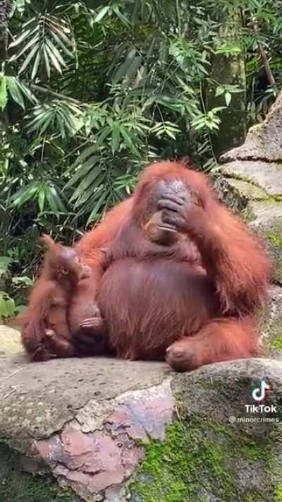 An Orangutan puts on a pair of sunglasses