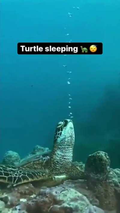 first time in my life I have seen how turtle sleep in a deep sea...