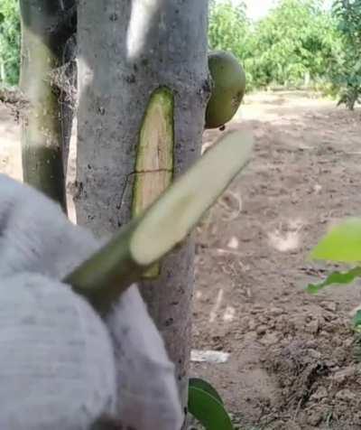 Fruit tree grafting using whip and tongue technique to ensure contact of the vascular cambium layers