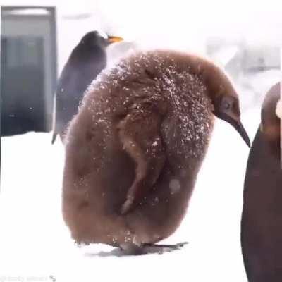 King penguin chicks have fluffy, dark brown feathers before shedding after 10-12 months.