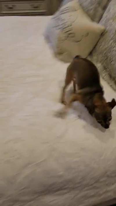 Miss Lola doing her Bed Zoomies for a Snack