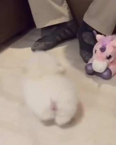 Playtime for this little fluff ball!