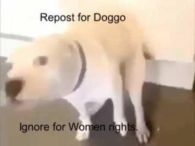 Doggo