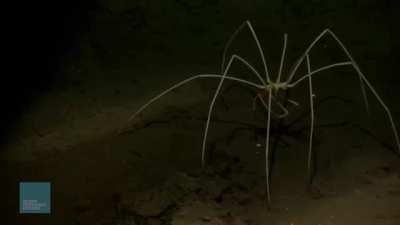 🔥 This is a Sea Spider, descendant of land spiders, with a leg span of up to half a metre.