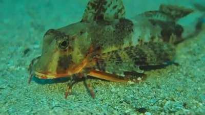 The Sea Robin, a slim bottom-dwelling fish of the family Triglidae. Their pectoral fins are fan-shaped, with the bottom few rays each forming separate feelers used by the fishes in “walking” on the bottom and in sensing prey.