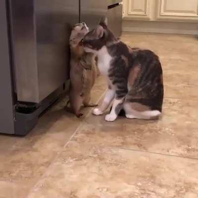 Enjoy this video of a cat licking a groundhog